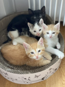 Pflegestelle Kitten Aufzucht Kitten Sozialisierung