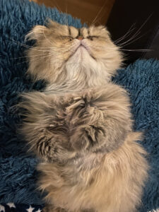 Katzen Handycapcats