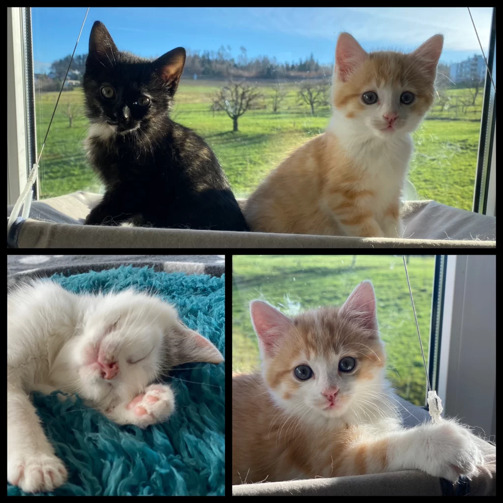 Katzenaufzucht Kitten
