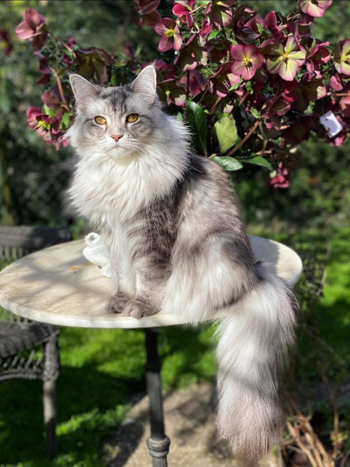 Lani