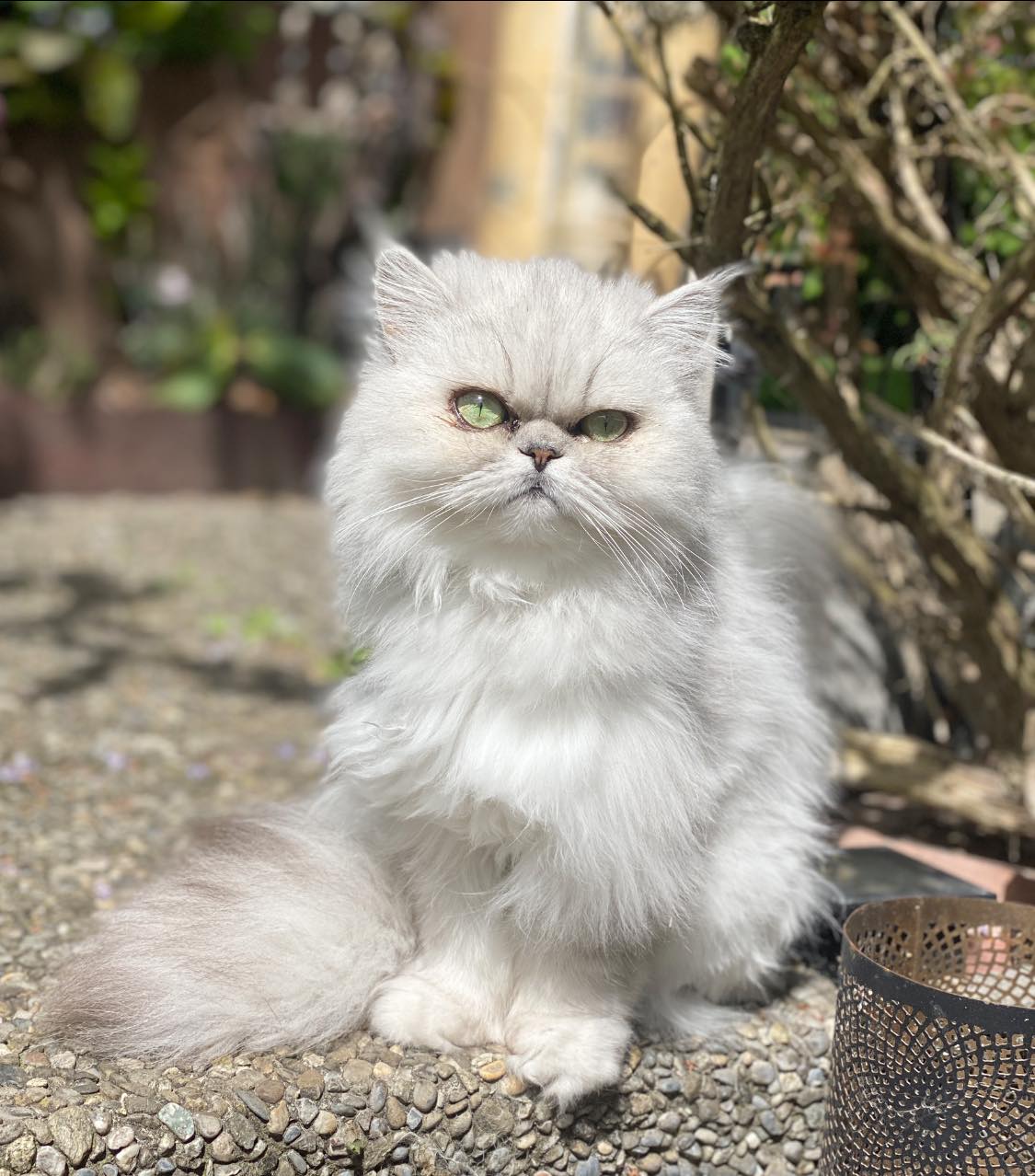 Mika