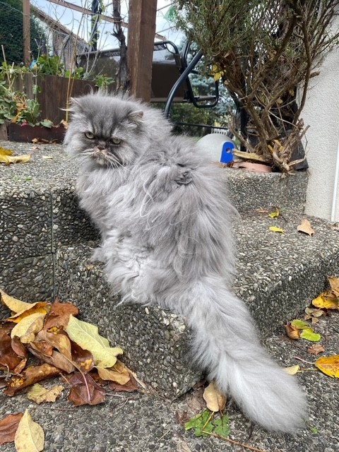 Yuki