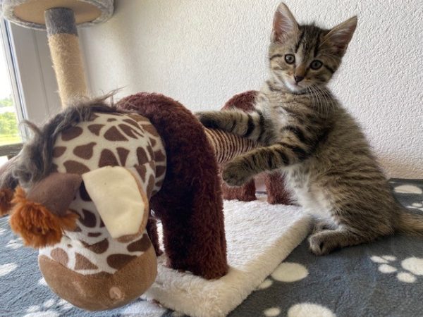 giraffe und sydney giraffe und sydney